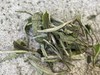2022年春福鼎白茶一级白牡丹 磻溪桑海花香老树牡丹 商品缩略图2
