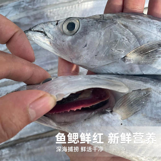 港岛姑娘 本港带鱼精品刀鱼味美鲜 400-450g/盒3-4条活冻 商品图2