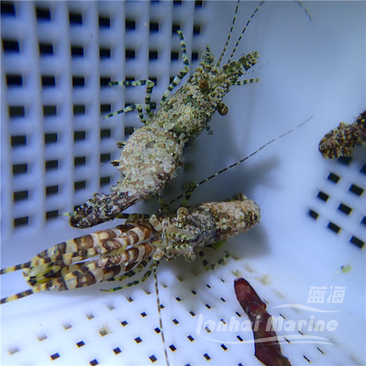 假棉羊虾 商品图3