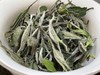 2022年春福鼎白茶一级白牡丹 磻溪桑海花香老树牡丹 商品缩略图1