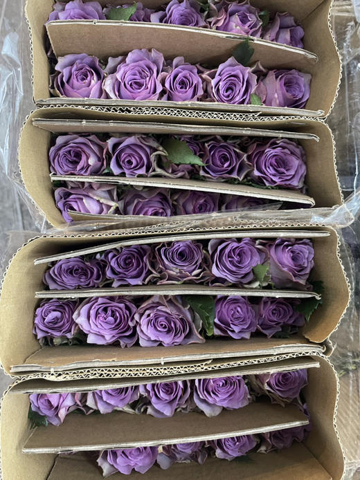 【昆明玫瑰】紫霞仙子 20支/扎  A级 商品图6