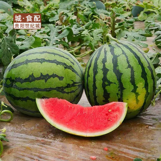 【GYZYDR】甜王西瓜5-6斤/个 商品图0