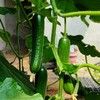 生态水果黄瓜 | 口感脆甜 | 适合生吃 | 石嫣农场 * Ecological Fruit Cucumber 商品缩略图1