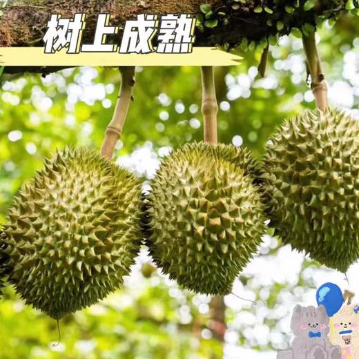 【冻干榴莲】好吃到舔手指的追剧小零食，一口浓香四溢，甜而不腻，肉质饱满的金枕头榴莲，✅利用真空急冻干燥工艺，直接2盒囤起 商品图4