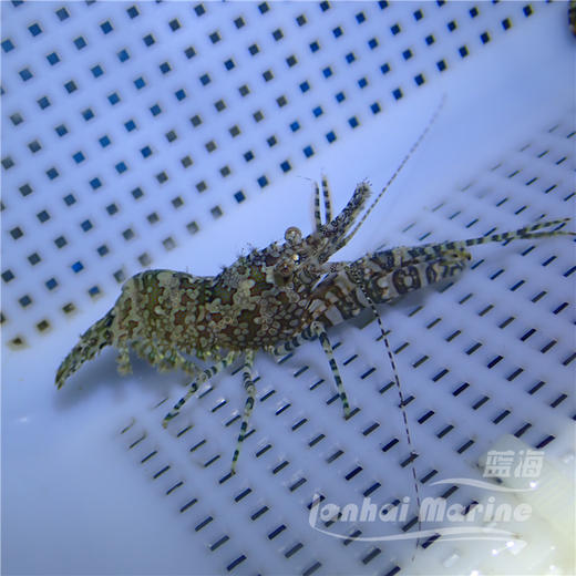 假棉羊虾 商品图1