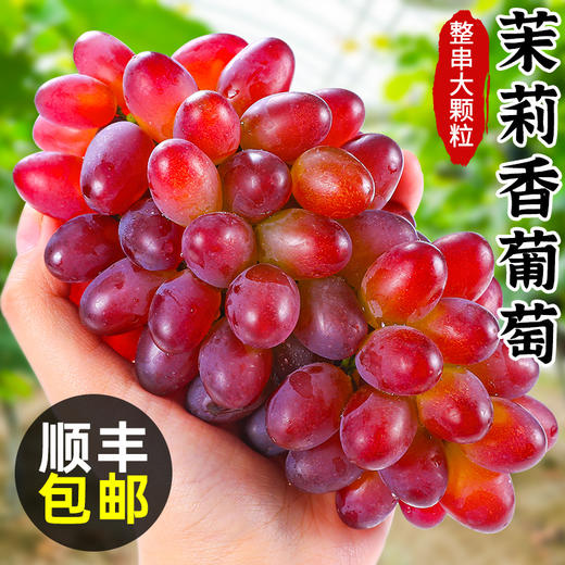 【当季鲜果  现摘72小时内发货 】茉莉香葡萄 新鲜当季  红提葡萄  玫瑰香无籽香 甜提子rs03 商品图0