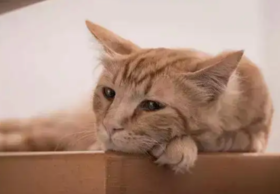 猫咪老了之后，会有哪些奇奇怪怪的行为？