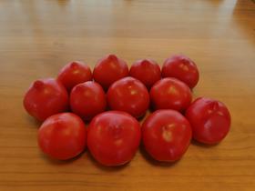 红色小番茄10斤