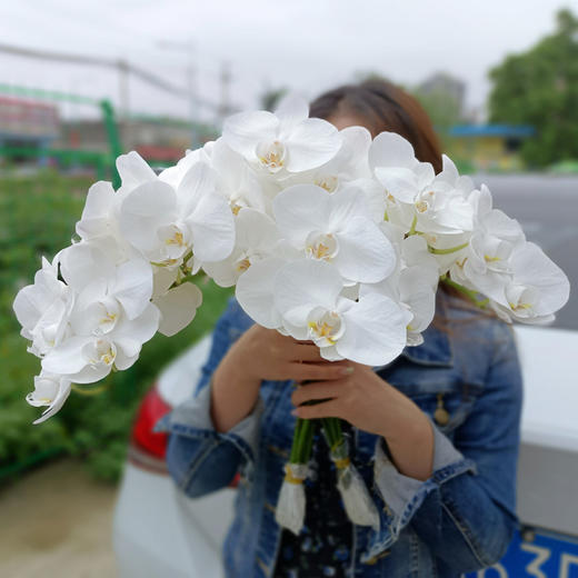 国产白色蝴蝶兰鲜切花一扎5支 商品图0