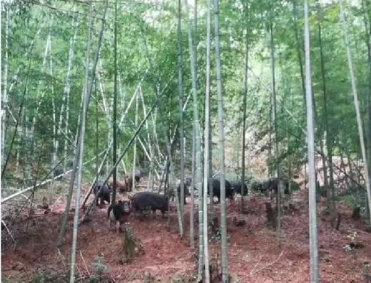 八乡农嫂香猪全猪宴 商品图1