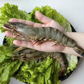超大号冻黑虎虾 12只/盒鲜活速冻 个大肉厚