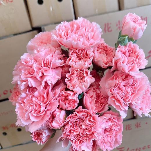 秒杀单头粉康乃馨60支28元冷链包邮