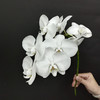 国产白色蝴蝶兰鲜切花一扎5支 商品缩略图3