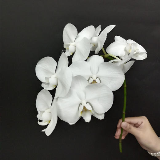 国产白色蝴蝶兰鲜切花一扎5支 商品图3