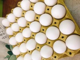 乌鸡蛋一箱（拼团）