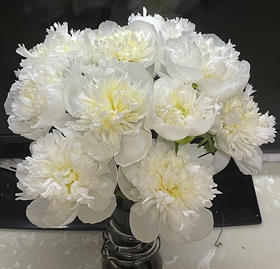 【淡雅高级】芍药 -公爵夫人 白色  5枝/扎 半开