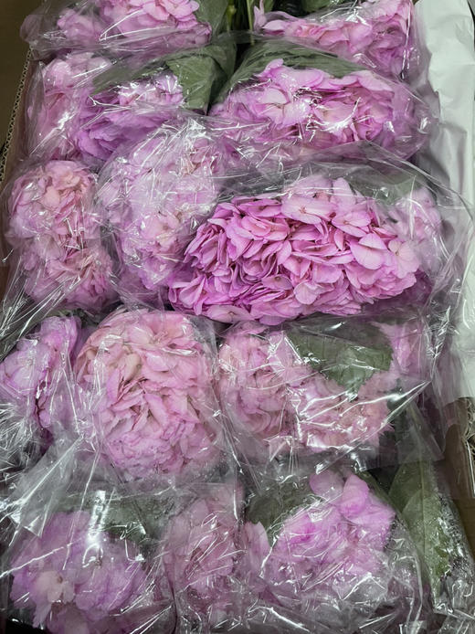 【哥伦比亚】绣球  单枝  多色可选 商品图13