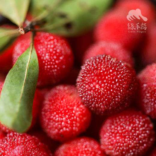 生态杨梅 （限广东） | 合作生产 * Ecological Bayberry | Coproduction 商品图3