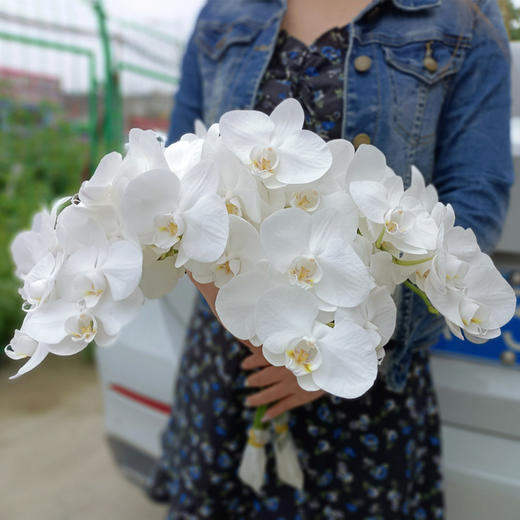 国产白色蝴蝶兰鲜切花一扎5支 商品图2