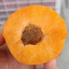 大黄杏2斤（拼团） 商品缩略图1