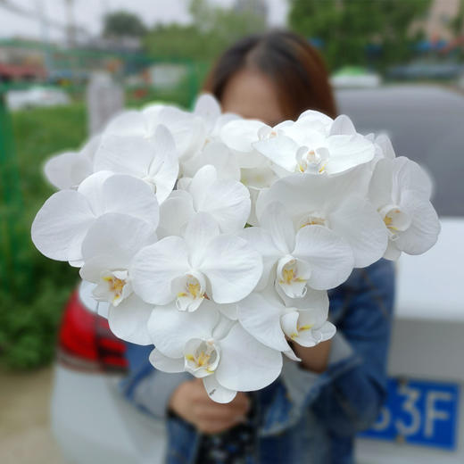 国产白色蝴蝶兰鲜切花一扎5支 商品图1