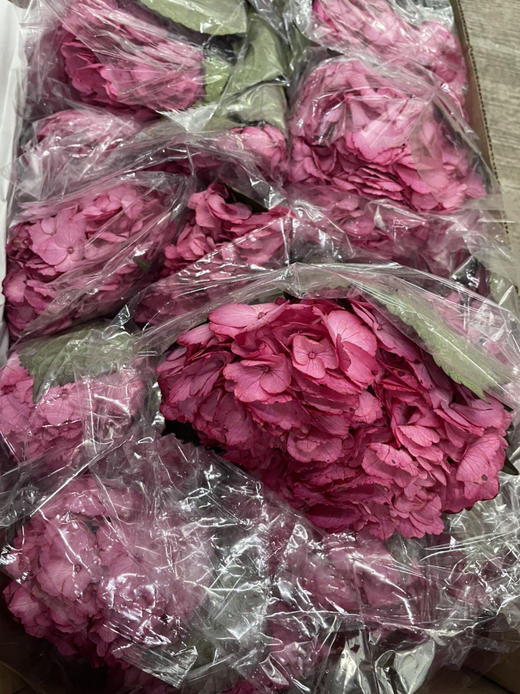 【哥伦比亚】绣球  单枝  多色可选 商品图12