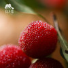 生态杨梅 （限广东） | 合作生产 * Ecological Bayberry | Coproduction 商品缩略图10