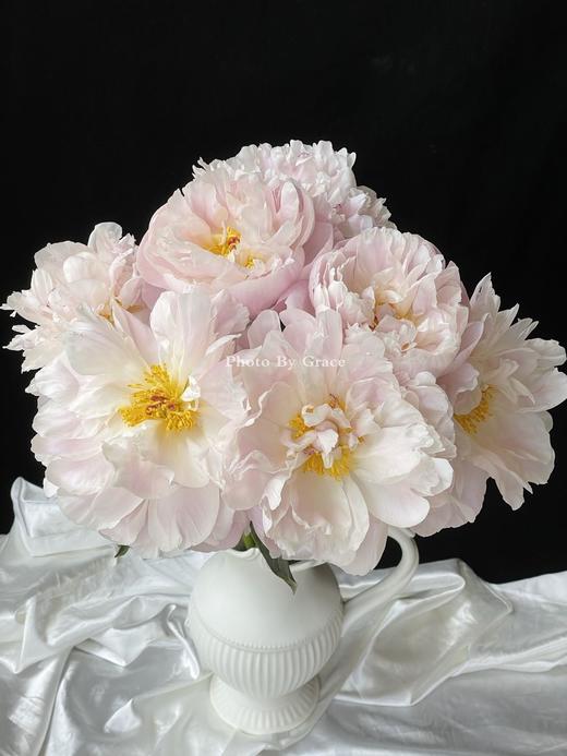 凯瑟琳娜芍药花5支 商品图9