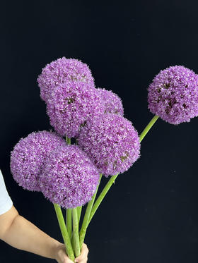 精品花材大葱花