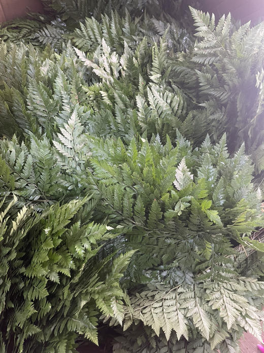 高山羊齿芒叶约10片扎