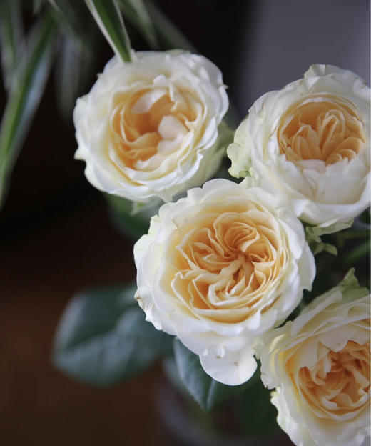 【昆明玫瑰】奶油杯  20枝  A级 商品图5