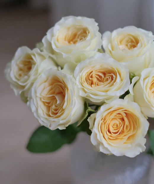 【昆明玫瑰】奶油杯  20枝  A级 商品图2