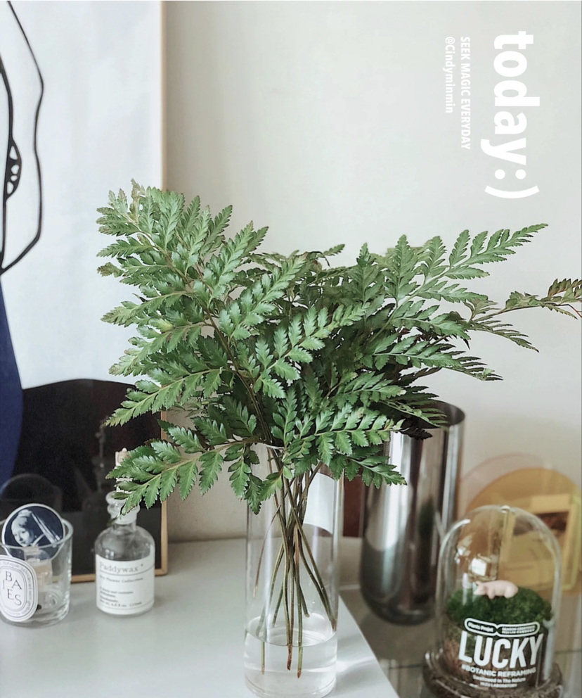 高山羊齿（芒叶）约10片/扎