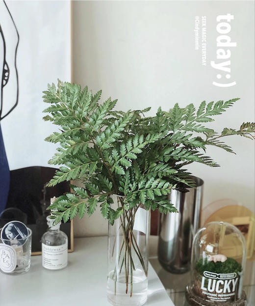 高山羊齿芒叶约10片扎