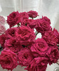 【昆明玫瑰】弗洛伊德，20支/扎，A级 商品缩略图1
