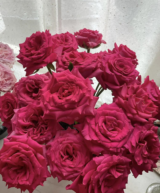 【昆明玫瑰】弗洛伊德，20支/扎，A级 商品图1