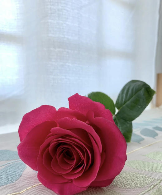 【昆明玫瑰】弗洛伊德，20支/扎，A级 商品图3