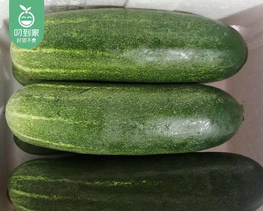 漳州龙海本地旱黄瓜（1.5kg±50g/份） 商品图2