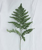 高山羊齿（芒叶）约10片/扎 商品缩略图1