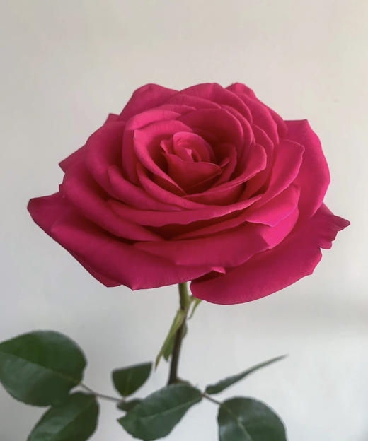 【昆明玫瑰】弗洛伊德，20支/扎，A级 商品图2