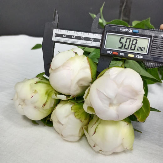 艾尔萨斯芍药5支 商品图6