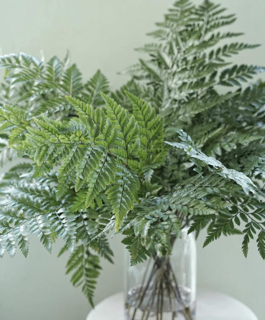 高山羊齿芒叶约10片扎