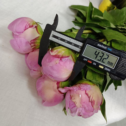 凯瑟琳娜芍药花5支 商品图7