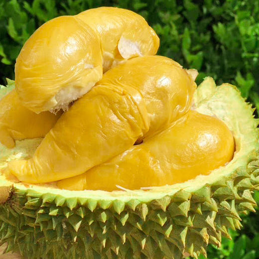 泰国进口托曼尼榴莲榴莲中的“爱马仕” 个头饱满  香味浓烈醇厚  果肉酥软味甜肉质细腻入口即化   拥有滑似黄油的榴莲肉包邮发货 商品图2