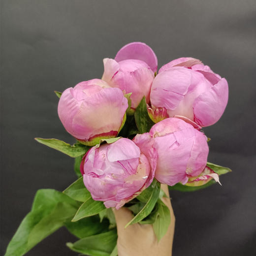 凯瑟琳娜芍药花5支 商品图6
