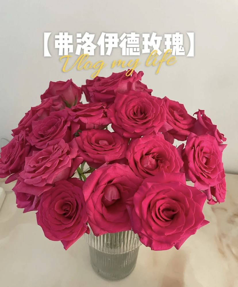 【昆明玫瑰】弗洛伊德，20支/扎，A级