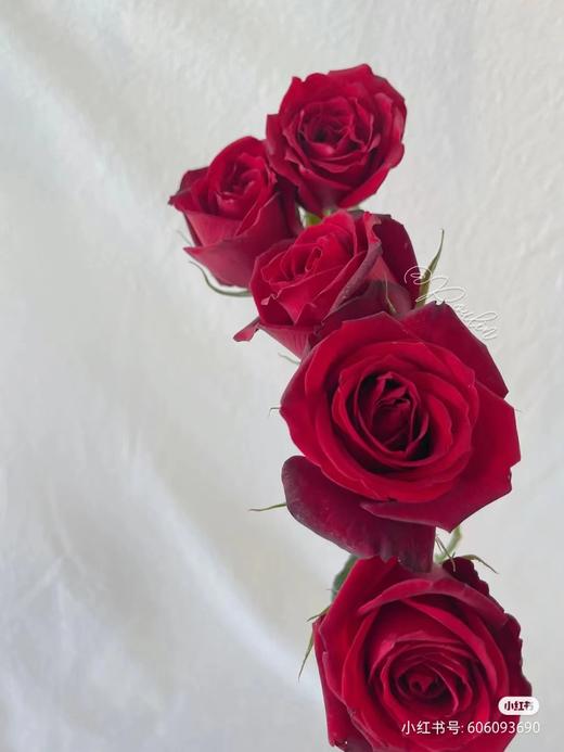 玫瑰玫昂红