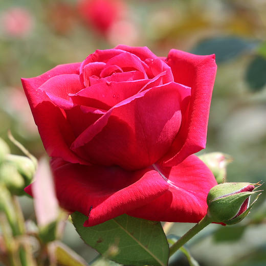 『大理墨红玫瑰花茶』朵型饱满，茶汤清澈，富含花青素 商品图5