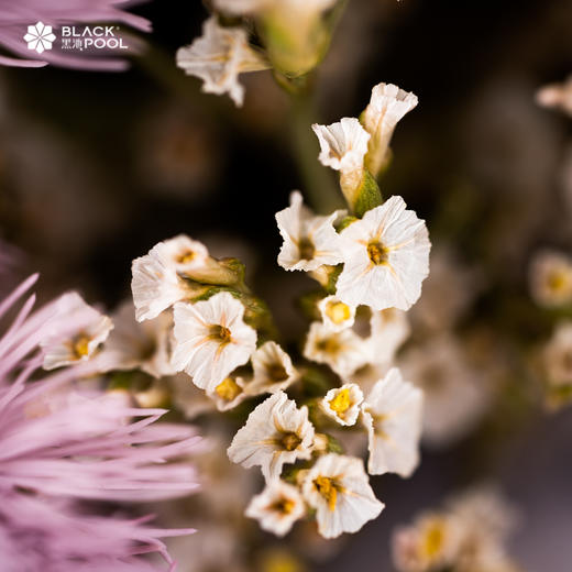 （限南山宝娜）【双子座·永生守护花】浪漫而自由。浅紫色永生花/蓬莱松/绣球/水晶草若干/白色球/羽毛 商品图4