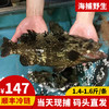 港岛姑娘 老虎斑深海龙胆石斑鱼肉质鲜美可口滋阴补气营养丰富1.1-3.4斤/条活冻 商品缩略图0